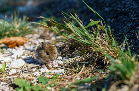 A small brown mouse sits on the ground, looking curiously at the camera. Small rodent in natural habitatの写真素材