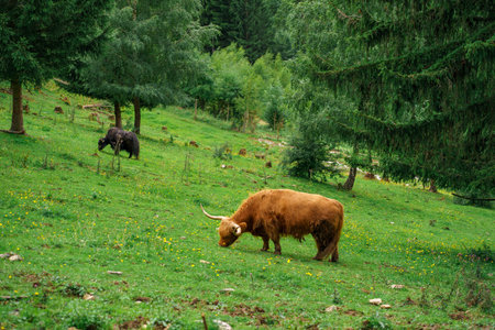 View of a red longhaired horned bull grazing on a green alpine meadow among the Austrian Alps