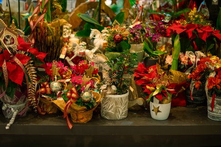 Many different Christmas compositions of poinsettia and cyclamen in pots with different decorations on a flower shop windowの写真素材
