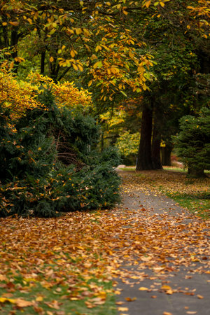View of a walking path in a city park strewn with yellow and orange autumn leaves. Autumn city park. Outdoor seatingの写真素材