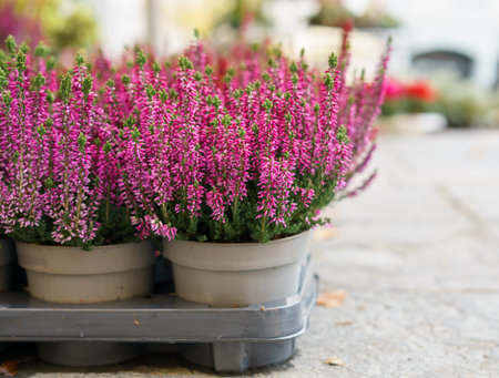 Blooming common heather with bright pink flowers in plastic pots displayed at a local outdoor market, symbolizing autumn beauty and natural charmの写真素材