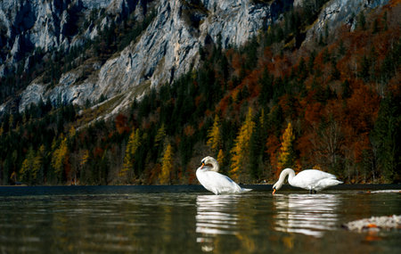 Two white graceful swans in the calm water of a mountain lake against the backdrop of mountains with bright lush autumn foliageの写真素材