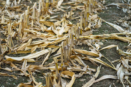 View of cut and dried corn stalks in a farmers field and fallen dry leaves on the ground after the fall harvest. Feed corn harvestの写真素材