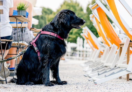 In summer, a wet black dog on a leash sits near cafe tables in a busy outdoor seating area, waiting after a swim in the lake.の写真素材