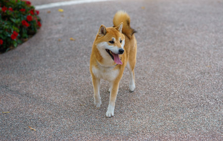 A cheerful Shiba Inu stands on a paved path with its tongue out, enjoying a bright sunny day on Lake Gardaの写真素材