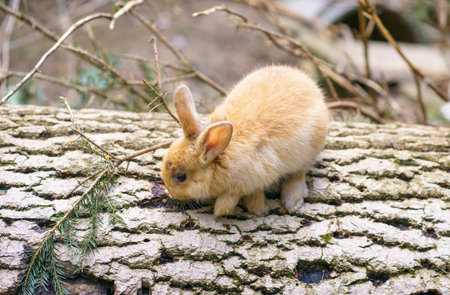 A young field rabbit Oryctolagus cuniculus on a fallen tree in a zoo in Austria.