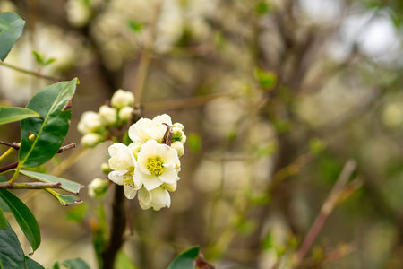 Close-up of white flowering quince blossoms, Chaenomeles speciosa Nivalis, blooming on branches in early spring garden with soft natural background.の写真素材