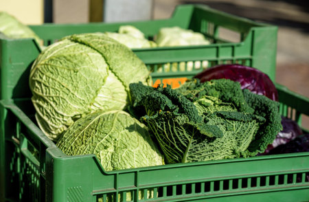 Savoy cabbage, white cabbage and red cabbage in plastic crate at market. Farm fresh vegetables,...