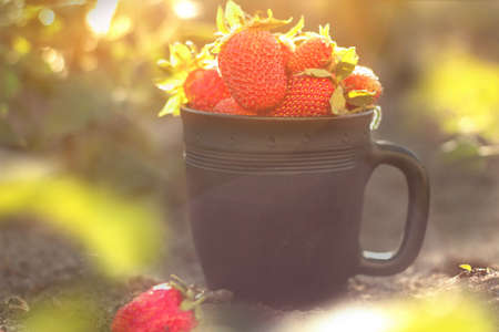 Strawberries in a black Cup. Strawberries in the sunset lightの写真素材