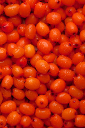 Orange fresh sea buckthorn close-up. water drops on sea buckthorn