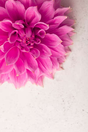 Pink dahlia flower closeupの写真素材