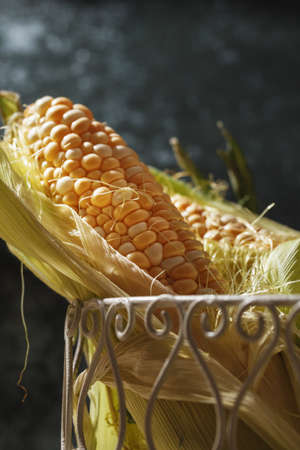 Fresh corn in the basket. Young corn in rustic style on a dark backgroundの写真素材