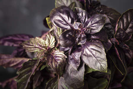 Fresh basil. Purple Basil leaf close