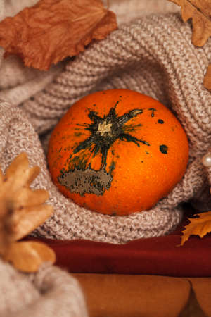 Orange pumpkins. Autumn warm leaves and pumpkin.の写真素材
