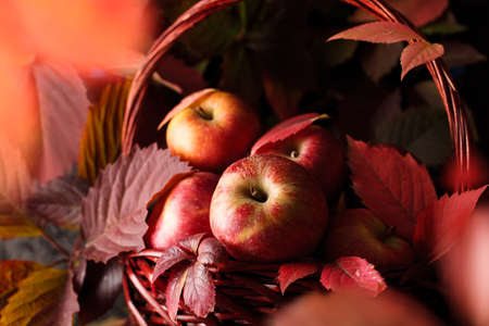 Autumn Apple harvest. Red apples in the autumn scene. Apples are close upの写真素材