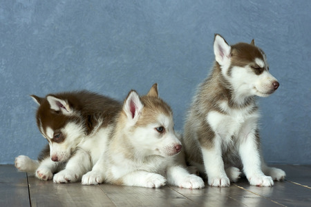 Three blue-eyed copper and light red husky puppies on a wooden floor and a gray-blue backgroundの写真素材