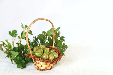 Gooseberries in wicker basket and twig with green leavesの写真素材