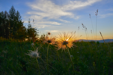 A Pasque flower after bloomingの写真素材