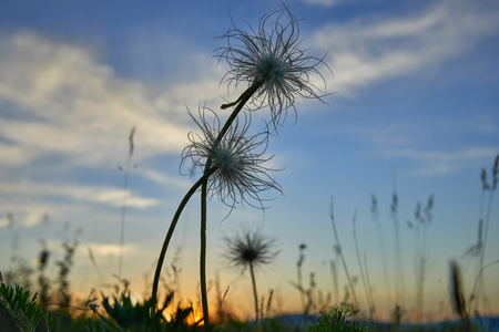 A Pasque flower after bloomingの写真素材