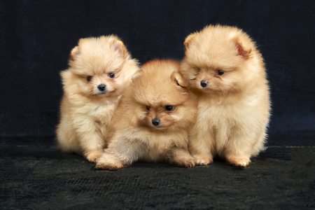 Three orange pomeranian spitz puppies sitting on a black backgroundの写真素材