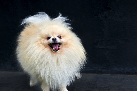 Adult Orange Pomeranian Spitz is staying on black backgroundの写真素材
