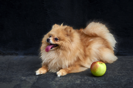 Adult Orange Pomeranian Spitz is lying on black backgroundの写真素材