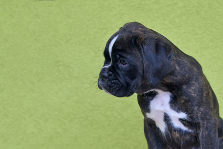 Small black with white spots on nose bridge and neck Boxer puppy looks on the left side on green backgroundの写真素材