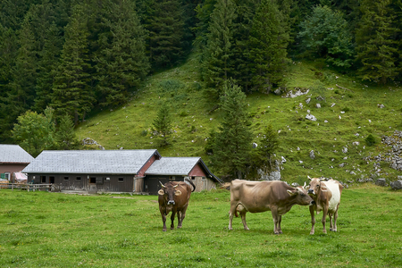 Herd of cows at beautiful green field, Switzerlandの写真素材