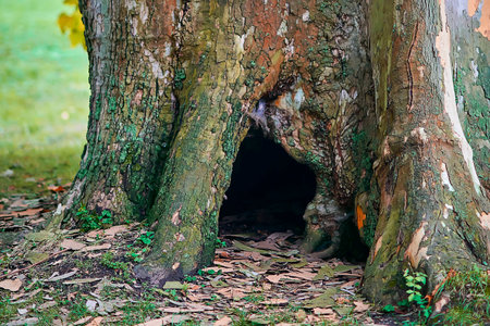 Old gnarled sycamore tree with a large hollowの写真素材