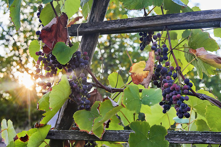 Bunch of red wine grapes almost ready for harvest is on a bush with a wooden prop at sunsetの写真素材