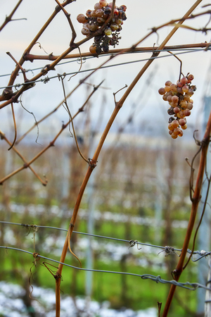 Winter grapes vineyards on the snow backgroundの写真素材