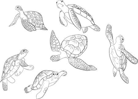 Vector set of sea turtle isolated white backgroundのイラスト素材