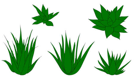Floral set of aloe vera isolated illustrationの写真素材