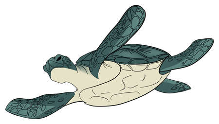 Vector illustration. Color sea turtle isolated white background
