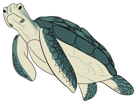 Vector illustration. Color sea turtle isolated white backgroundのイラスト素材