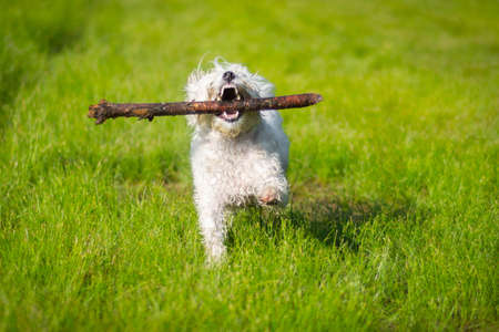Dog with stick