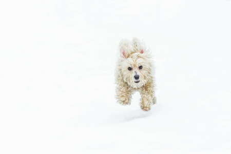 Snow dog runningの写真素材