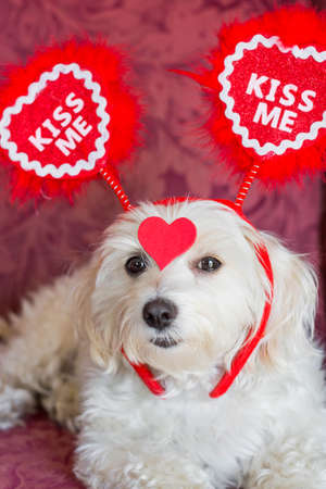 White dog wearing a red kiss me headband