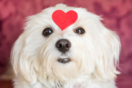 Small dog with big red heart between eyes