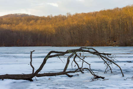 Big tree branch laying on frozen lake in winterの写真素材