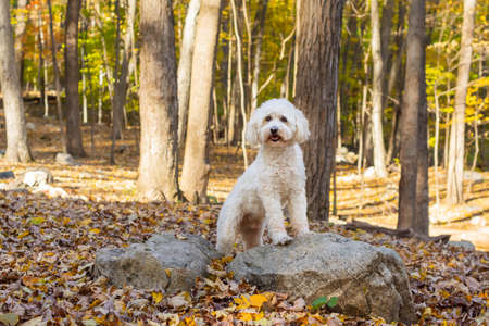 Happy dog standing on rock in forestの写真素材