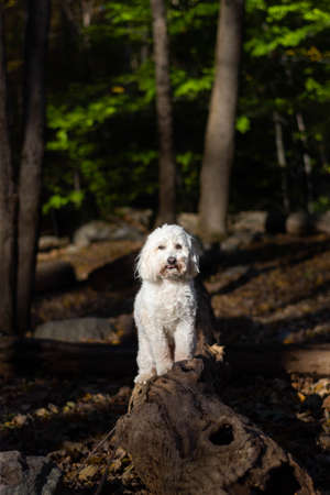 Dog standing on tree log in forest sticking little tongue out in the sunの写真素材