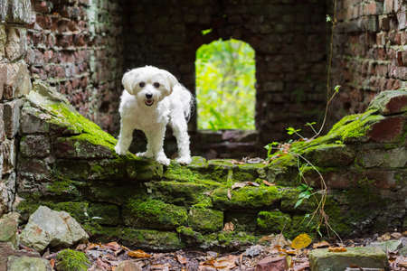 White small dog standing in old abandon stone buildingの写真素材
