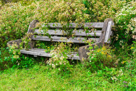 Wood bench overgrown with green plants in garden with nobody.の写真素材