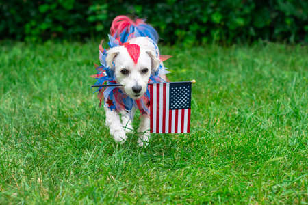 Small dog with red and blue hair walking while holding the american flag in mouth