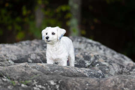 Small white dog standing on boulder looking awayの写真素材