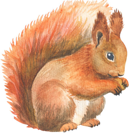 Squirrel. Animal sketch. Watercolor illustration. Watercolor sketch.の写真素材