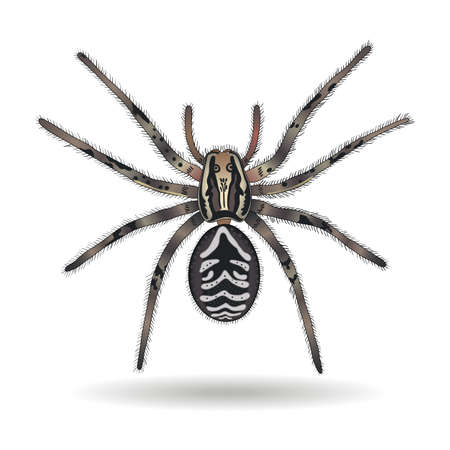 Tarantula wolf spider (Lycosa tarantula) on white background. Vector illustration.のイラスト素材