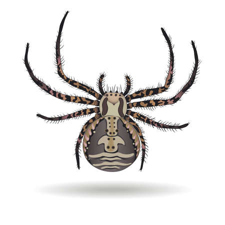 Crab spider (Xysticus ulmi) on white background. Vector illustration.のイラスト素材