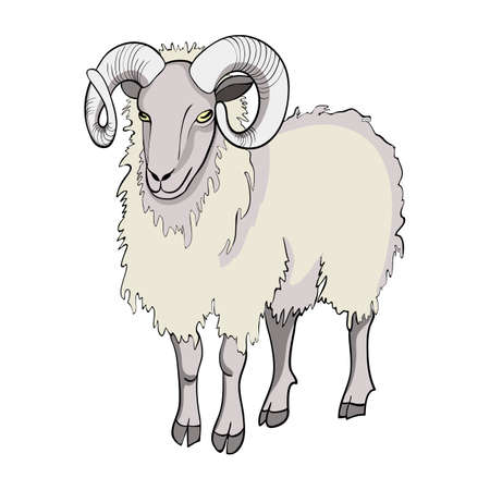 Sheep isolated on white background. Domestic sheep. Symbol of the new year.のイラスト素材